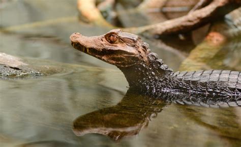  Caiman! Can You Believe These Armored Predators Once Roamed Europe?