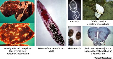  Dicrocoelium dendriticum: Bu Parazit Solucanı Çiçek Açtıktan Sonra Kuşlara Nasıl Bulaştırabiliyor?