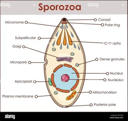  Isospora! Bir Sporozoanın Gizemli Dünyası