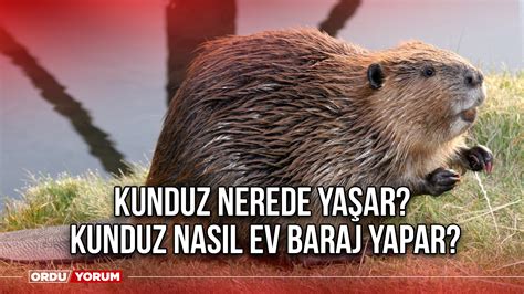  Olm!  Bu Şaşırtıcı Mağara Meşesi Nerede Yaşar?