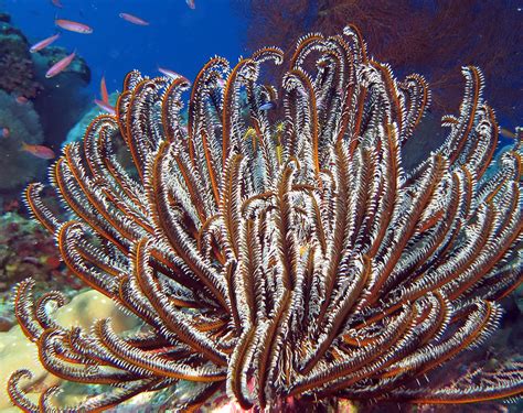  Queensland Featherstar! Discover These Tiny Ocean Jewels That Glow Under Moonlight