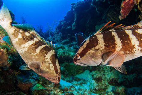  Queensland Grouper:  Bu Sıradışı Balığın Gizli Hayatını Keşfedin!