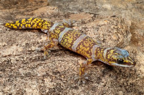  Queensland Velvet Gecko: Bu Sıcak Sevimli Kertenkele ile Tanışın!