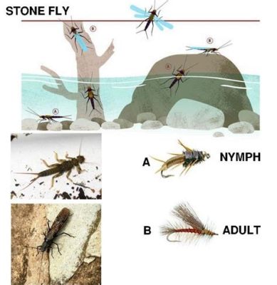  Sticky-Tongued Stalker: A Detailed Look into the Life of a Stonefly!