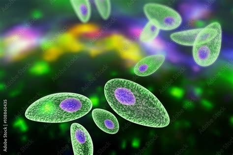  Toxoplasma gondii: Bir Kedinin İçinde Yıllarca Uyuyabilecek Tehlikeli Ama Gizemli Bir Canlı!