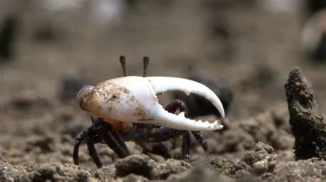  Fiddler Crab! An Intriguing Crustacean Sporting One Giant Claw and Endless Charisma